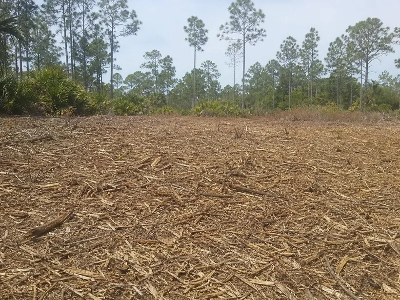 Fresh wood-chip mulch covering sandy soil after brush mulching, pines in the background