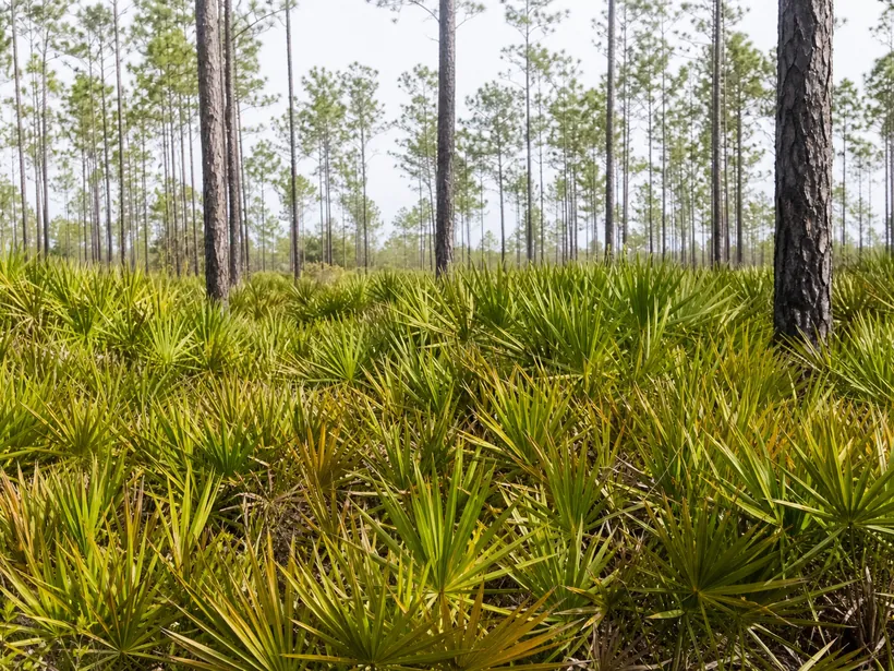 Waist-high saw palmetto understory between pine trunks in Florida flatwoods